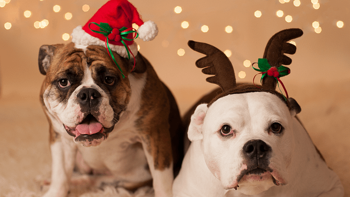 Home for the Holidays: Huntsville Animal Services seeks foster parents for homeless pets